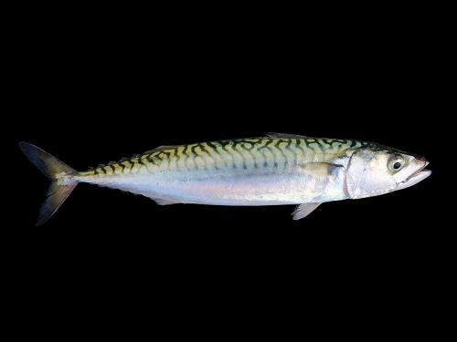 Fish Oil For Insomnia Treatment